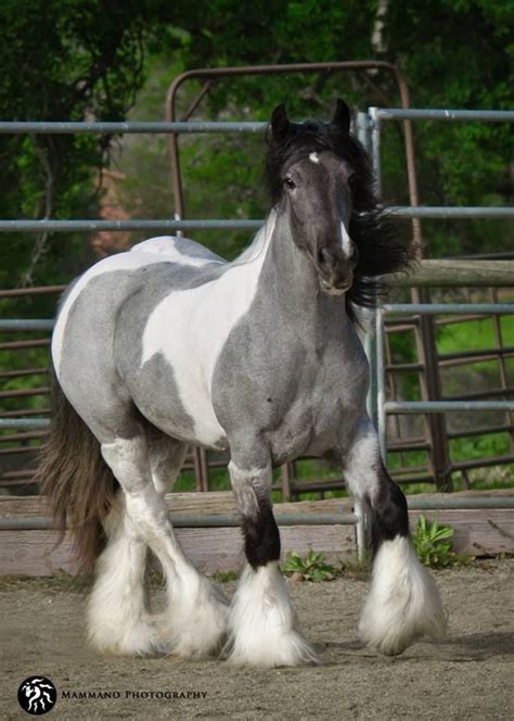 Blue roan gypsy horse  Related Searches by Breed